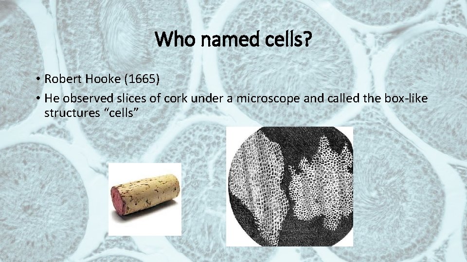 Who named cells? • Robert Hooke (1665) • He observed slices of cork under