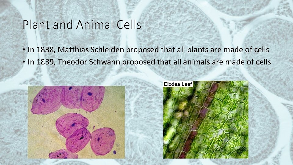 Plant and Animal Cells • In 1838, Matthias Schleiden proposed that all plants are