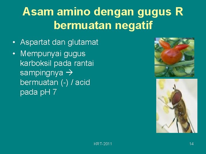 Asam amino dengan gugus R bermuatan negatif • Aspartat dan glutamat • Mempunyai gugus