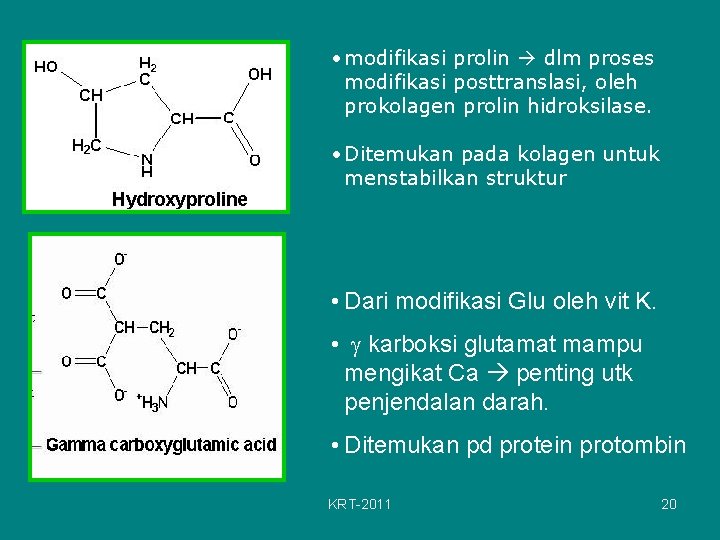  • modifikasi prolin dlm proses modifikasi posttranslasi, oleh prokolagen prolin hidroksilase. • Ditemukan