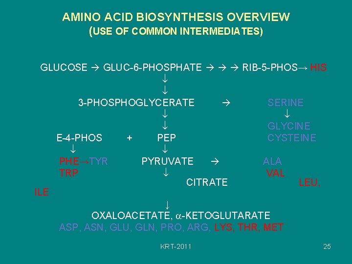 AMINO ACID BIOSYNTHESIS OVERVIEW (USE OF COMMON INTERMEDIATES) GLUCOSE GLUC-6 -PHOSPHATE RIB-5 -PHOS→ HIS