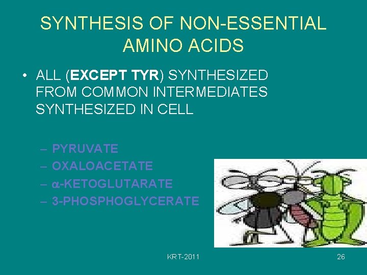 SYNTHESIS OF NON-ESSENTIAL AMINO ACIDS • ALL (EXCEPT TYR) SYNTHESIZED FROM COMMON INTERMEDIATES SYNTHESIZED
