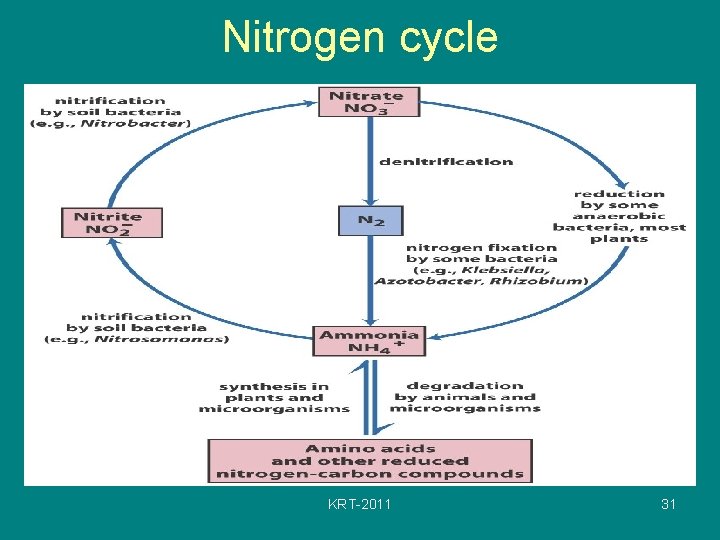 Nitrogen cycle KRT-2011 31 