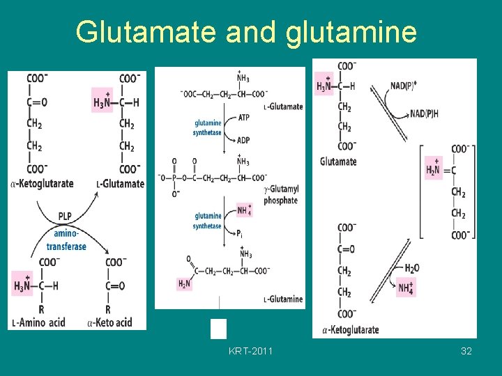 Glutamate and glutamine KRT-2011 32 