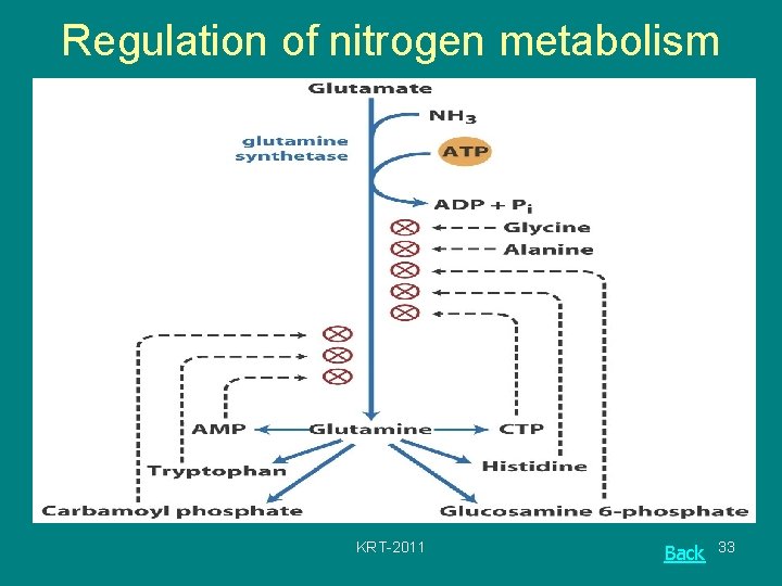 Regulation of nitrogen metabolism KRT-2011 Back 33 