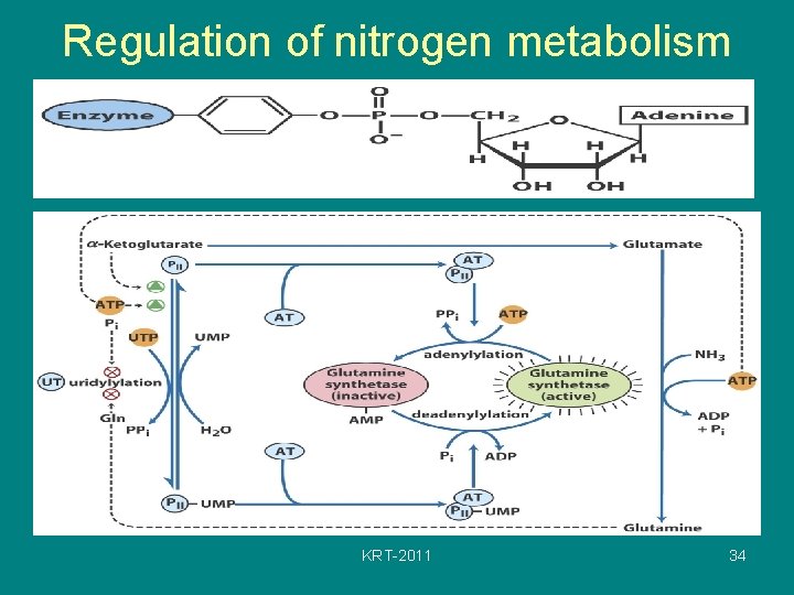 Regulation of nitrogen metabolism KRT-2011 34 