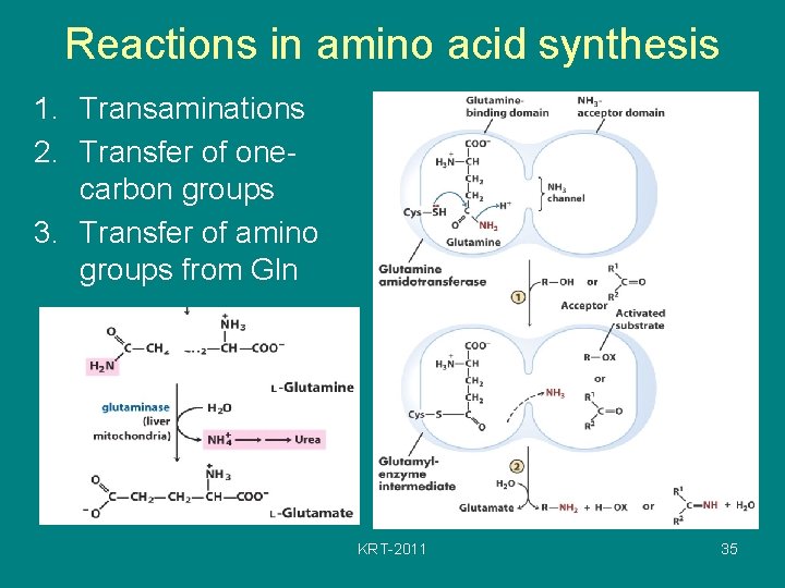 Reactions in amino acid synthesis 1. Transaminations 2. Transfer of onecarbon groups 3. Transfer