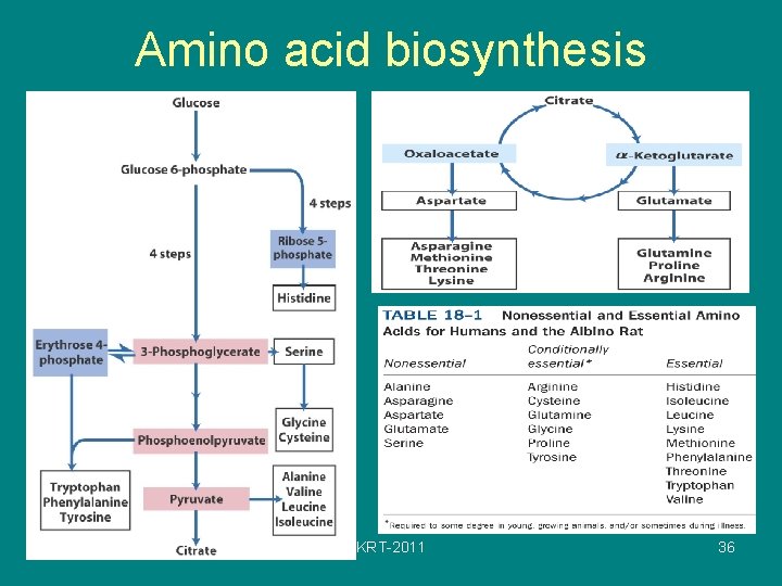 Amino acid biosynthesis KRT-2011 36 