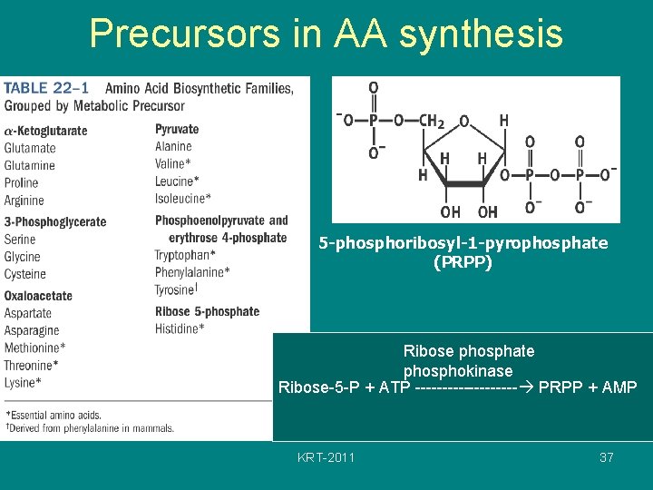 Precursors in AA synthesis 5 -phosphoribosyl-1 -pyrophosphate (PRPP) Ribose phosphate phosphokinase Ribose-5 -P +