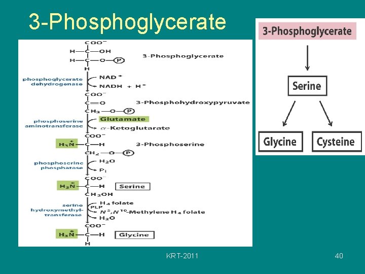 3 -Phosphoglycerate KRT-2011 40 