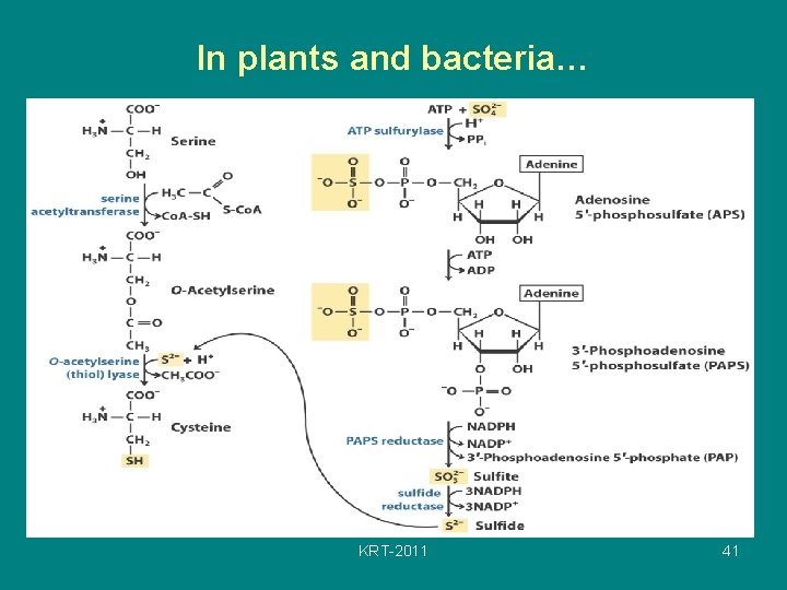 In plants and bacteria… KRT-2011 41 