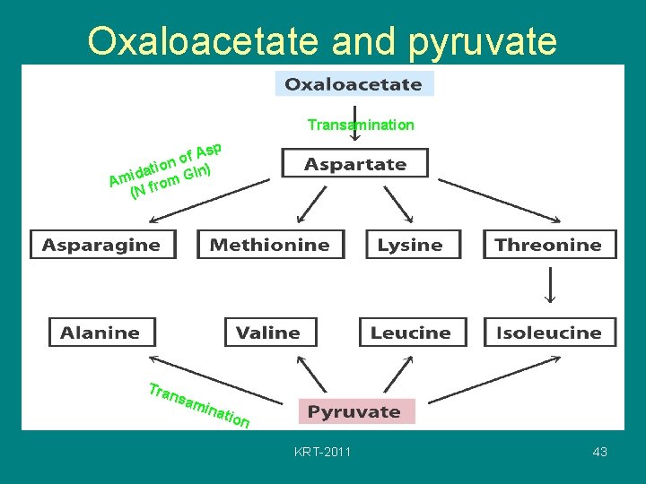 Oxaloacetate and pyruvate Transamination Asp f o ion ln) t a d Ami from
