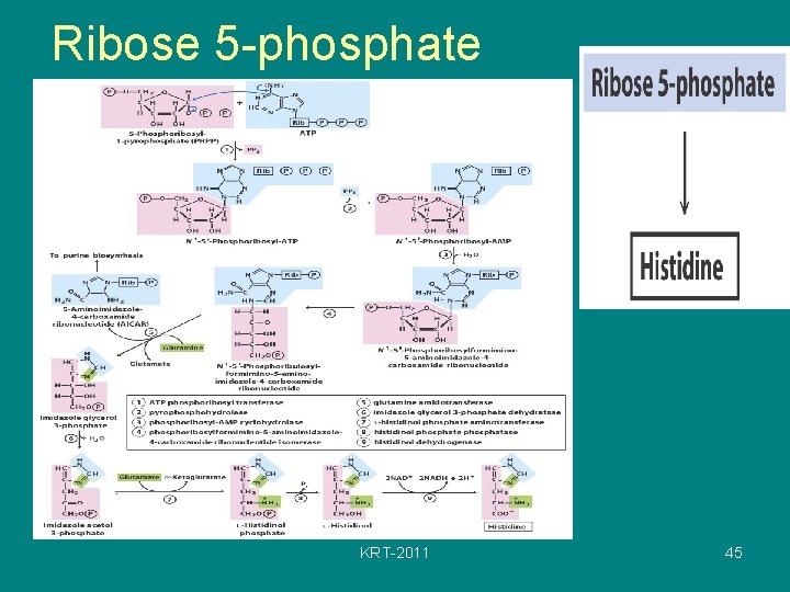 Ribose 5 -phosphate KRT-2011 45 