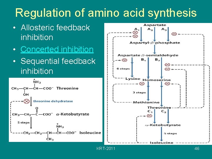 Regulation of amino acid synthesis • Allosteric feedback inhibition • Concerted inhibition • Sequential