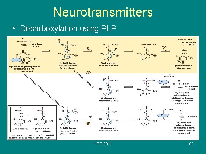 Neurotransmitters • Decarboxylation using PLP KRT-2011 50 