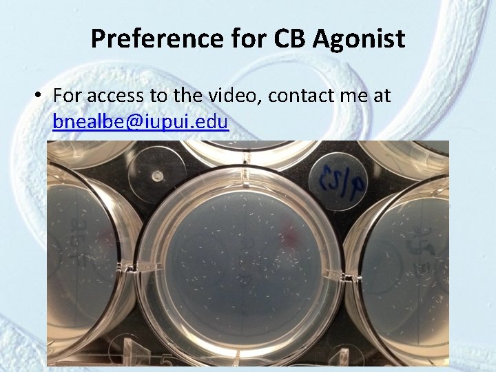 Preference for CB Agonist • For access to the video, contact me at bnealbe@iupui.