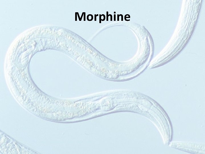 Morphine 