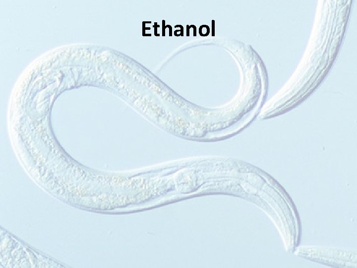 Ethanol 