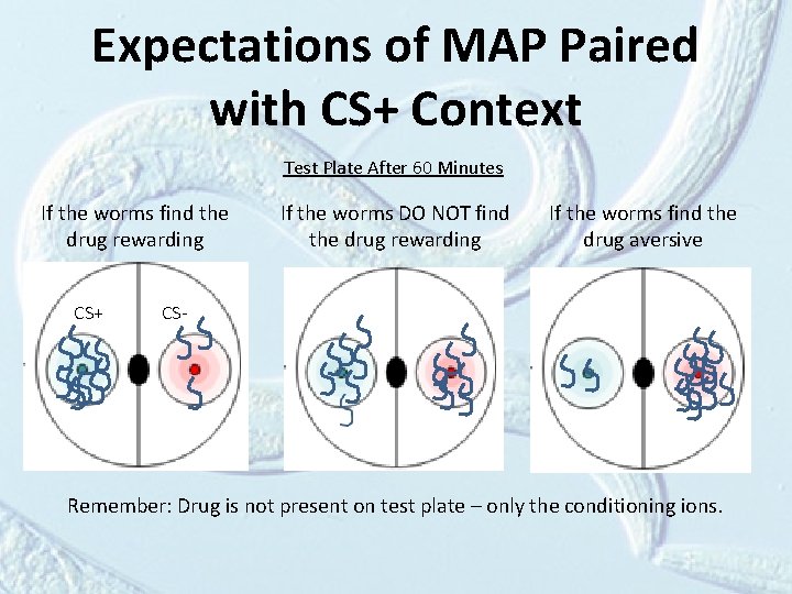 Expectations of MAP Paired with CS+ Context Test Plate After 60 Minutes If the