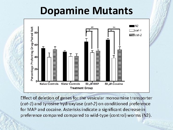 Dopamine Mutants Effect of deletion of genes for the vesicular monoamine transporter (cat-1) and