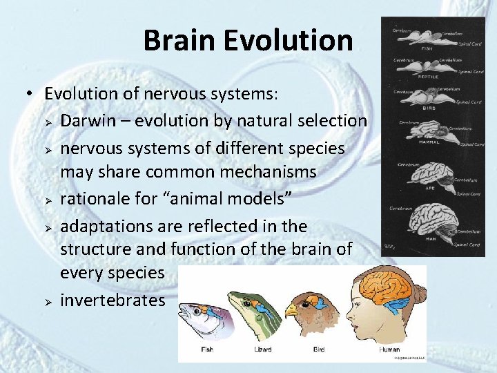 Brain Evolution • Evolution of nervous systems: Ø Darwin – evolution by natural selection