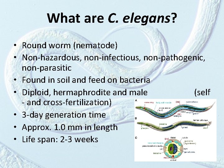 What are C. elegans? • Round worm (nematode) • Non-hazardous, non-infectious, non-pathogenic, non-parasitic •