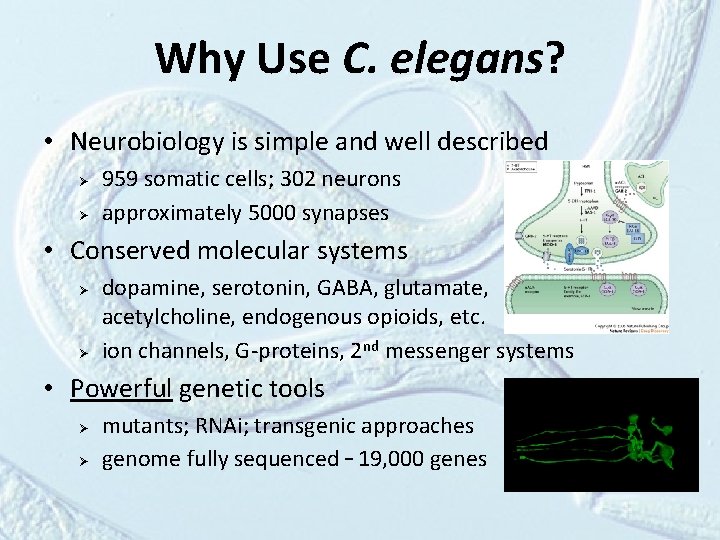 Why Use C. elegans? • Neurobiology is simple and well described Ø Ø 959