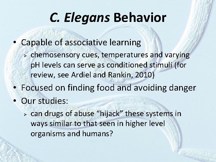 C. Elegans Behavior • Capable of associative learning Ø chemosensory cues, temperatures and varying