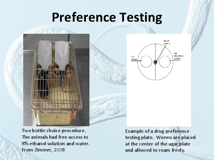Preference Testing Two bottle choice procedure. The animals had free access to 8% ethanol