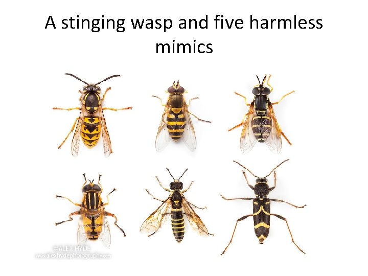 A stinging wasp and five harmless mimics 