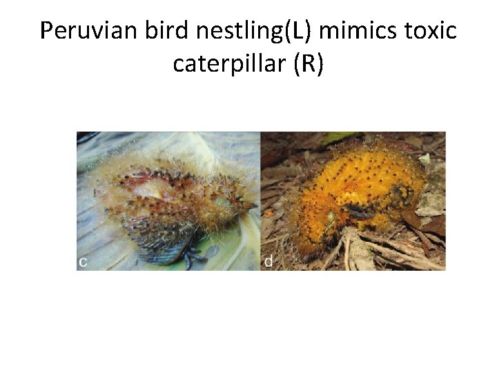 Peruvian bird nestling(L) mimics toxic caterpillar (R) 