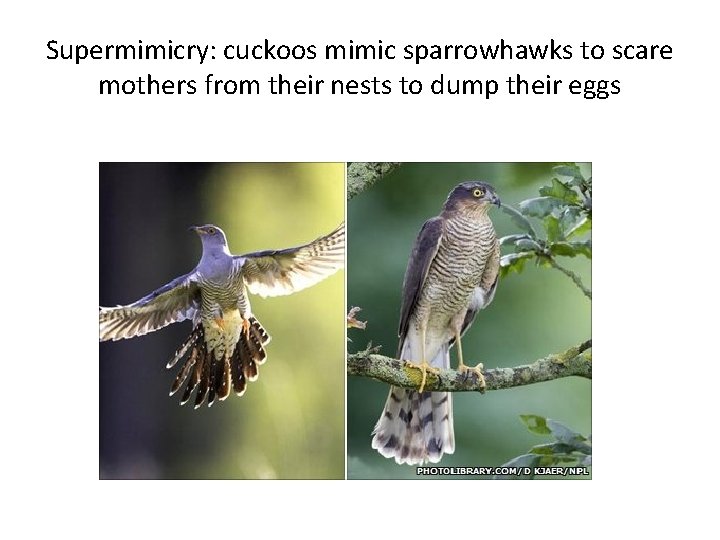 Supermimicry: cuckoos mimic sparrowhawks to scare mothers from their nests to dump their eggs