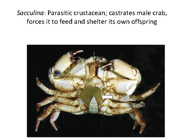 Sacculina: Parasitic crustacean; castrates male crab, forces it to feed and shelter its own