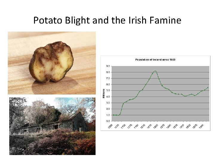 Potato Blight and the Irish Famine 