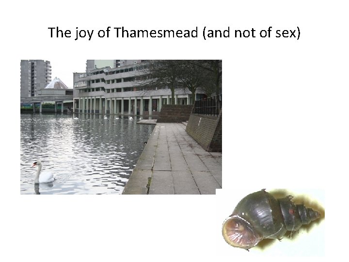 The joy of Thamesmead (and not of sex) 