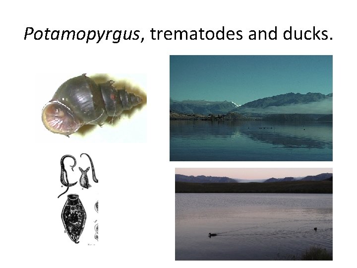 Potamopyrgus, trematodes and ducks. 