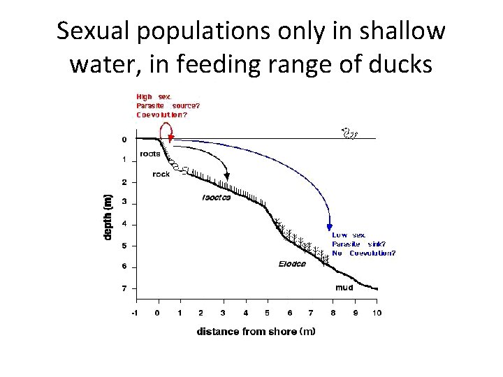 Sexual populations only in shallow water, in feeding range of ducks 