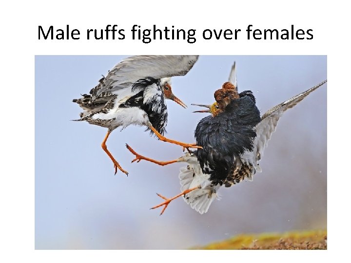 Male ruffs fighting over females 