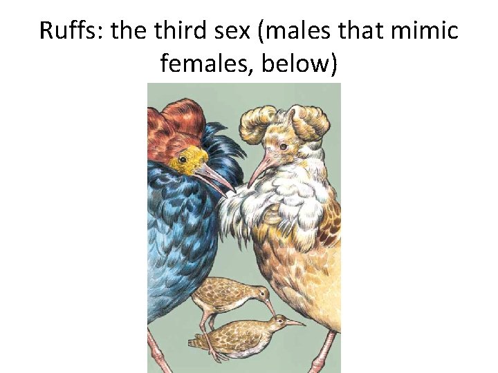 Ruffs: the third sex (males that mimic females, below) 