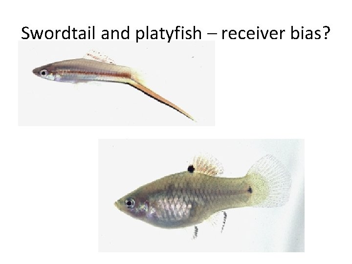 Swordtail and platyfish – receiver bias? 