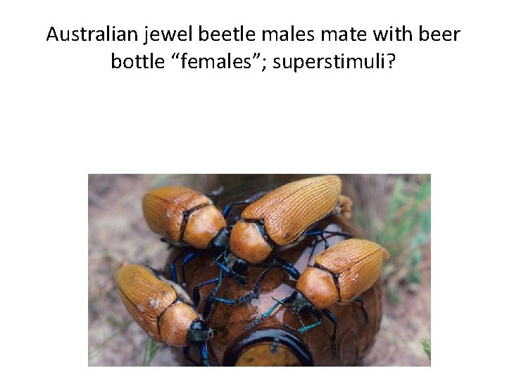 Australian jewel beetle males mate with beer bottle “females”; superstimuli? 