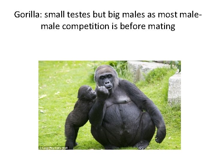 Gorilla: small testes but big males as most male competition is before mating 
