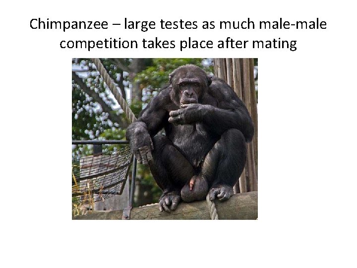 Chimpanzee – large testes as much male-male competition takes place after mating 