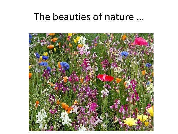 The beauties of nature … 