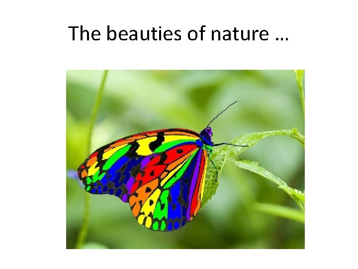 The beauties of nature … 
