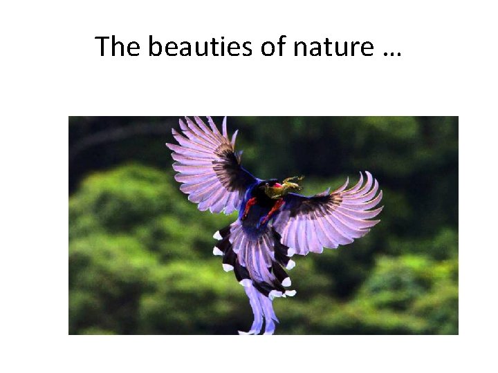 The beauties of nature … 