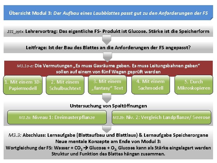 Übersicht Modul 3: Der Aufbau eines Laubblattes passt gut zu den Anforderungen der FS