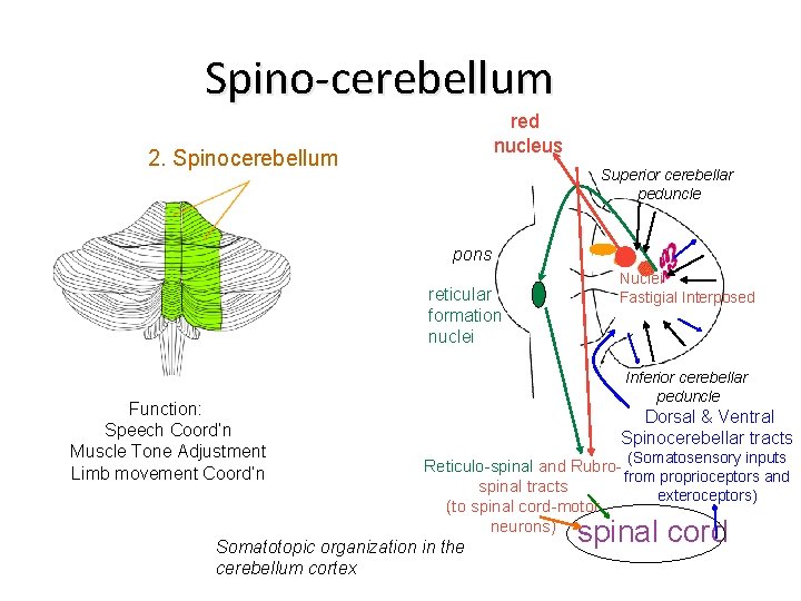 Spino-cerebellum red nucleus 2. Spinocerebellum Superior cerebellar peduncle pons reticular formation nuclei Function: Speech