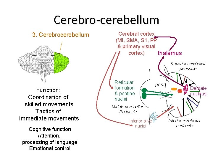 Cerebro-cerebellum 3. Cerebrocerebellum Cerebral cortex (MI, SMA, S 1, PP & primary visual cortex)