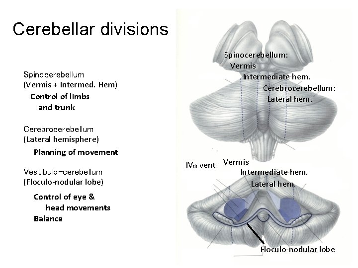 Cerebellar divisions Spinocerebellum (Vermis + Intermed. Hem) Control of limbs and trunk Cerebrocerebellum (Lateral